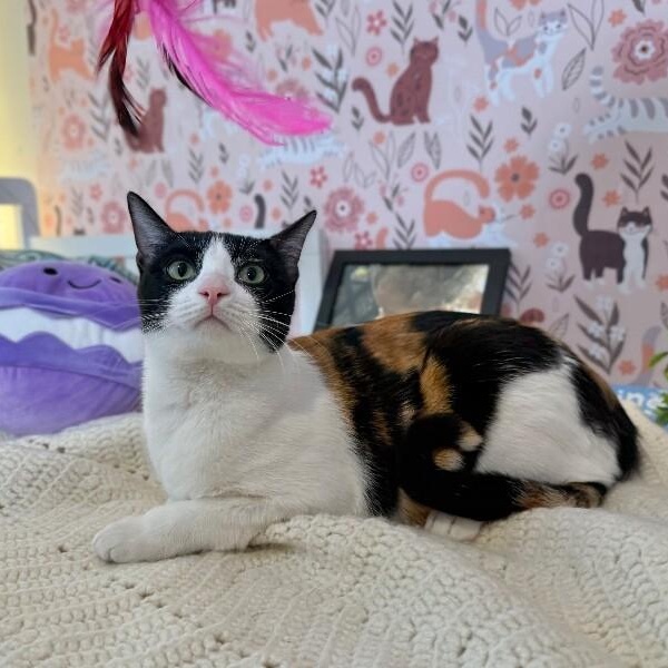 Taffy Marisol — thumbnail 3