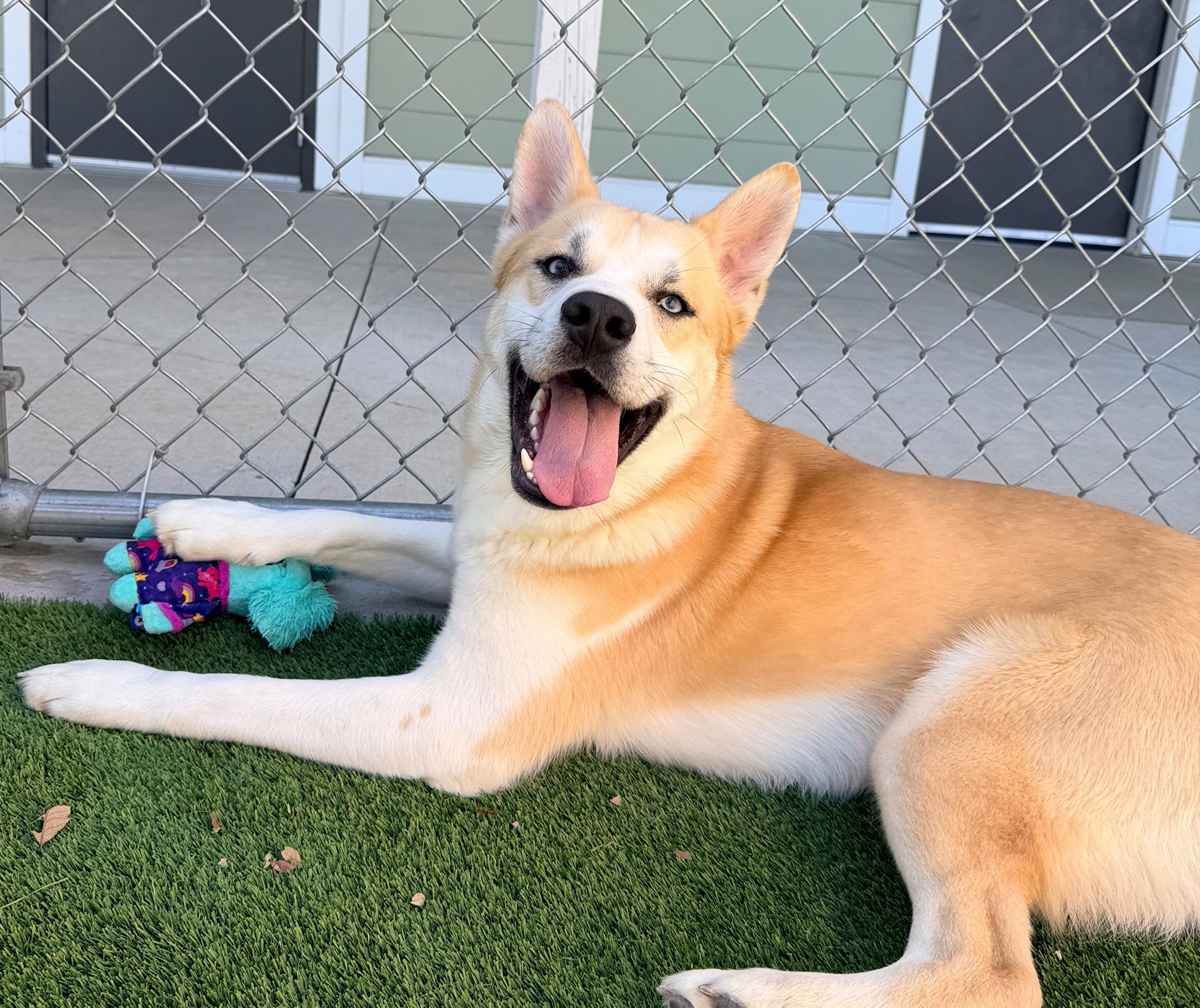 Enlarge Marlin, an adopted mixed breed in Liberty, MO image 5/5