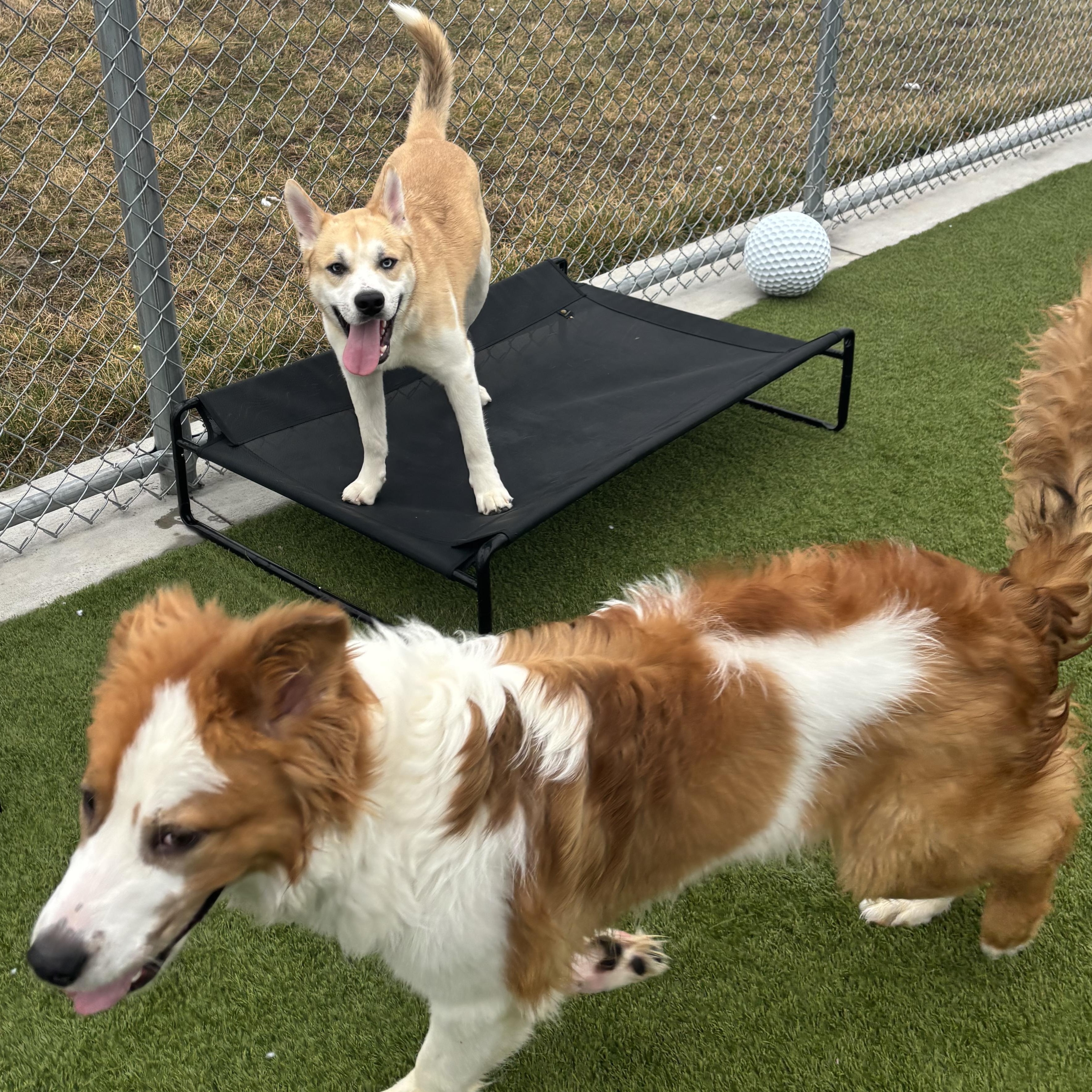 Enlarge Marlin, an adopted mixed breed in Liberty, MO image 4/5