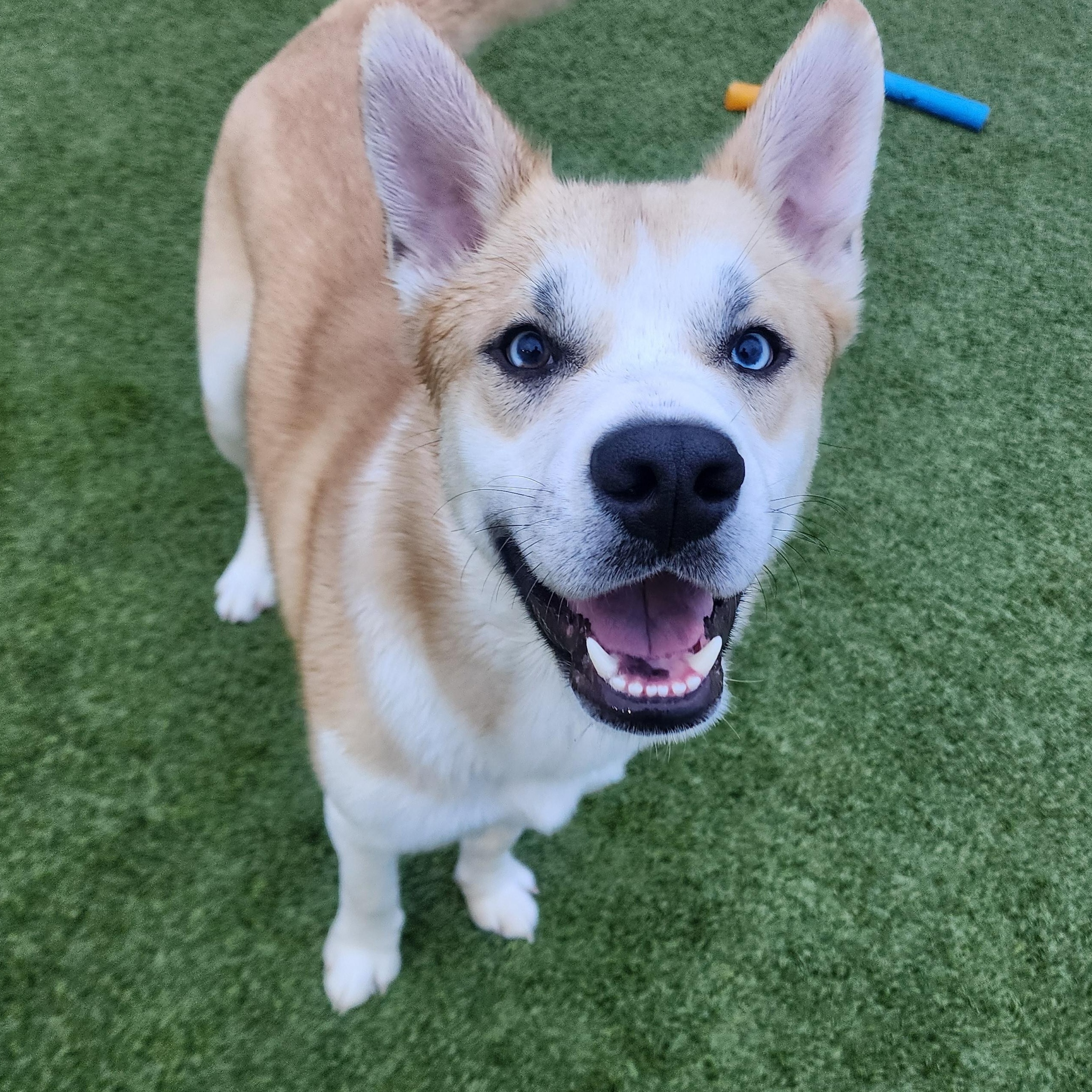 Marlin, adopted, Puppy Male Husky.