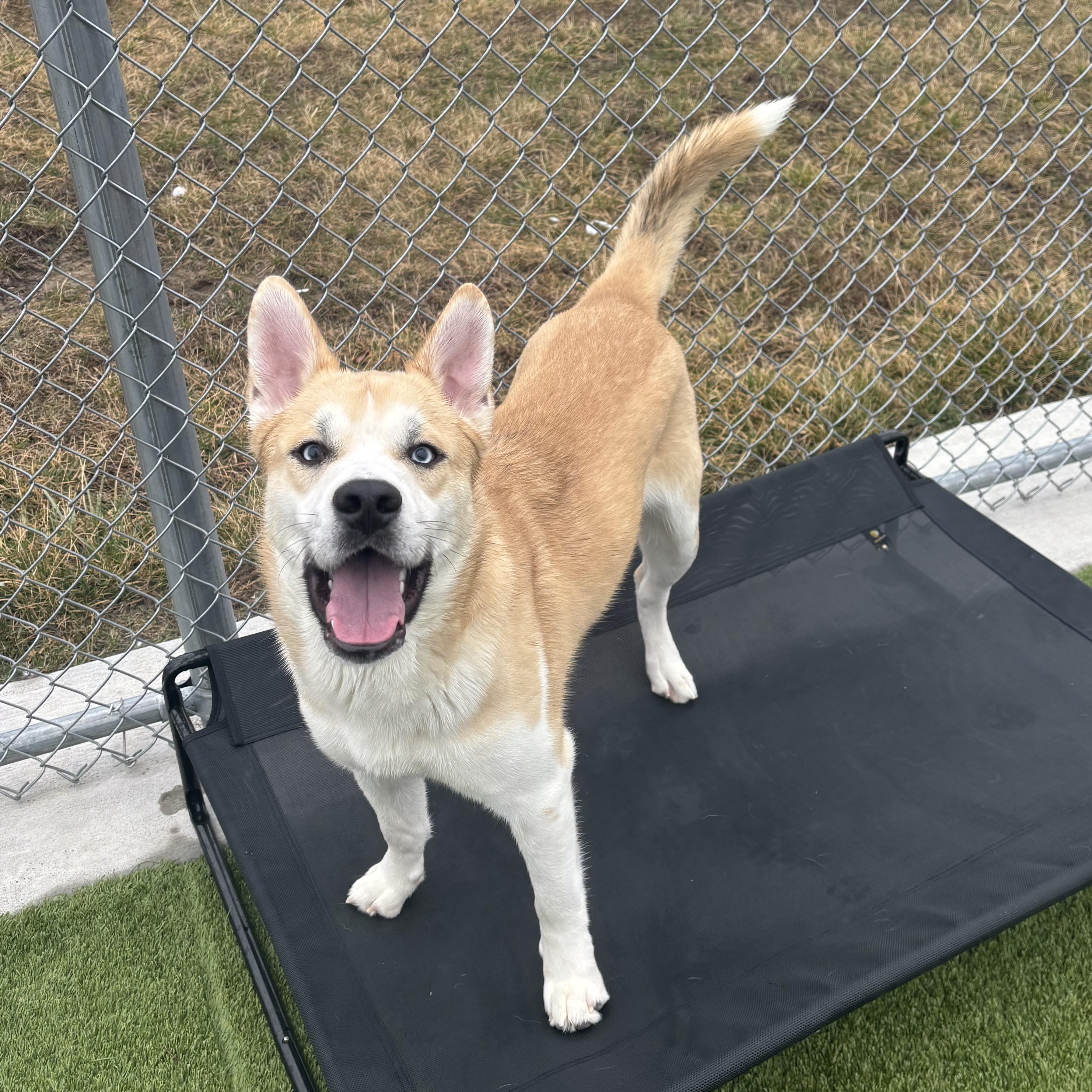 Enlarge Marlin, an adopted mixed breed in Liberty, MO image 3/5