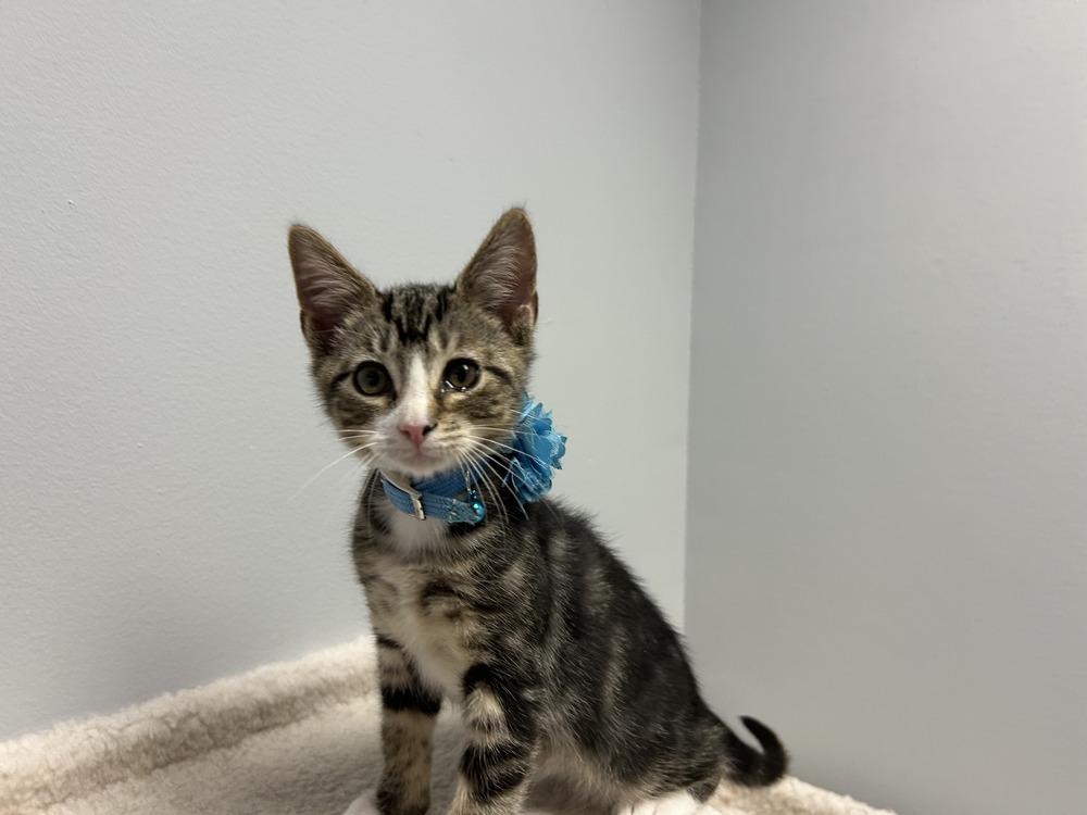 Tommy, Adoptable, Kitten Male Domestic Short Hair.