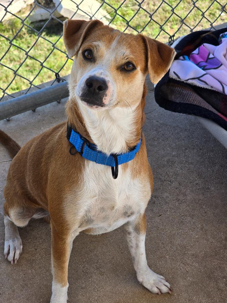Nash, Adoptable, Young Male Jack Russell Terrier & Terrier.