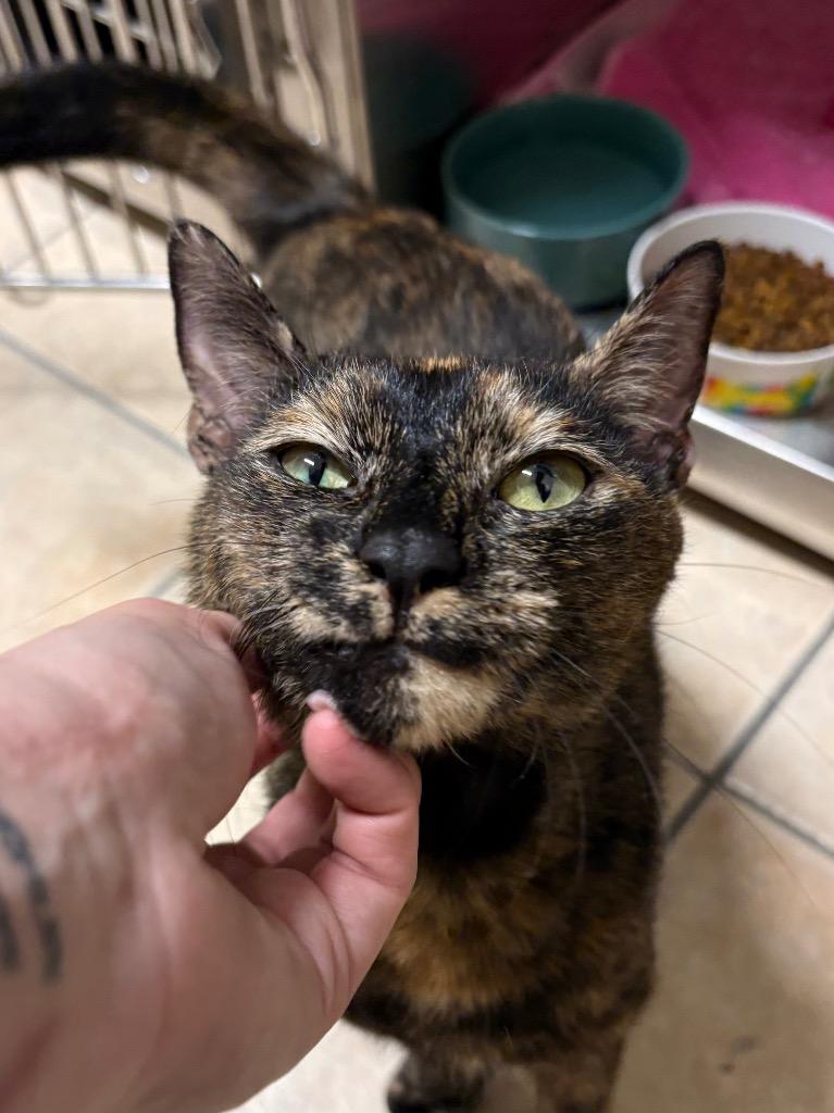 Enlarge Peanut Brittle, a Adoptable mixed breed in Fall River, MA image 1/4
