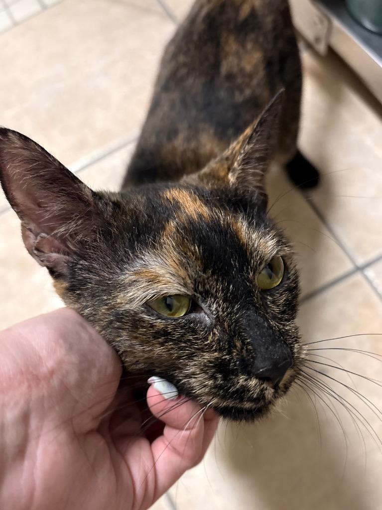 Enlarge Peanut Brittle, a Adoptable mixed breed in Fall River, MA image 2/4