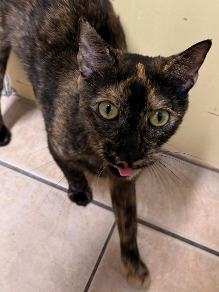 Enlarge Peanut Brittle, a Adoptable mixed breed in Fall River, MA image 3/4