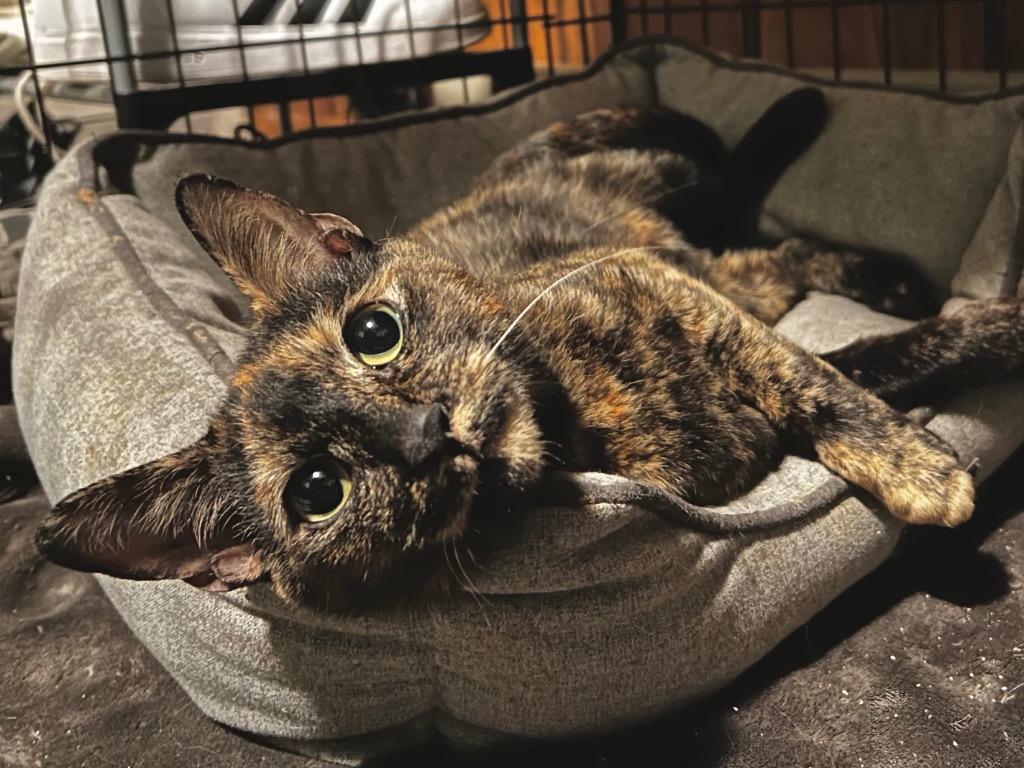 Enlarge Peanut Brittle, a Adoptable mixed breed in Fall River, MA image 1/1