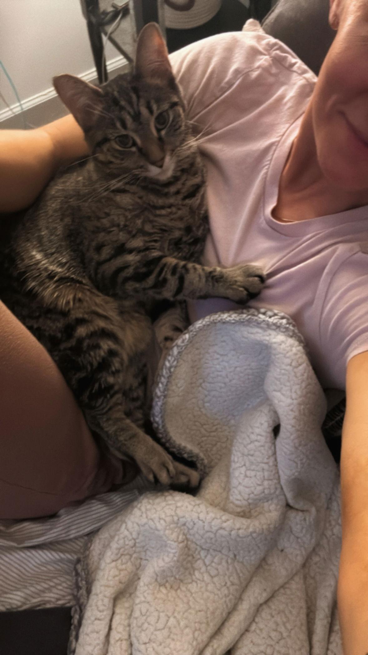 Bonnie, Adoptable, Young Female Domestic Short Hair & Tabby.