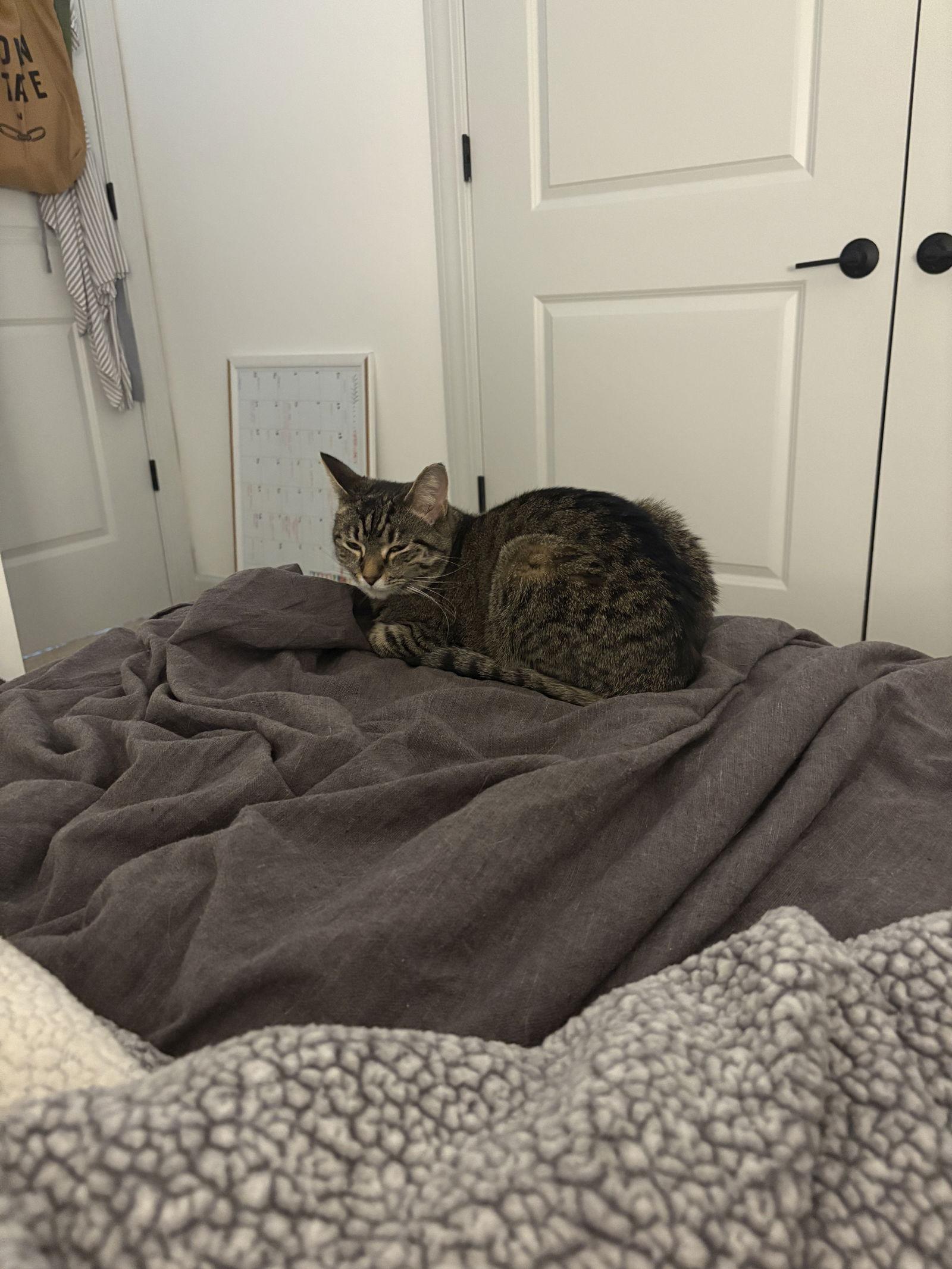 Enlarge Bonnie, a Adoptable mixed breed in Fuquay Varina, NC image 2/2