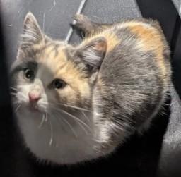 Copperfield, Adoptable, Young Female Domestic Short Hair & Domestic Short Hair.