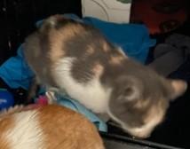 Enlarge Copperfield, a Adoptable Domestic Short Hair in Simcoe, ON image 2/2