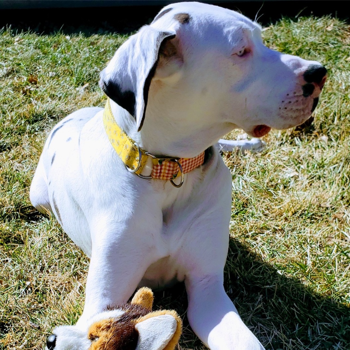 Libby Lou, an adoptable Great Dane in Grand Island, NE, 68801 | Photo Image 2
