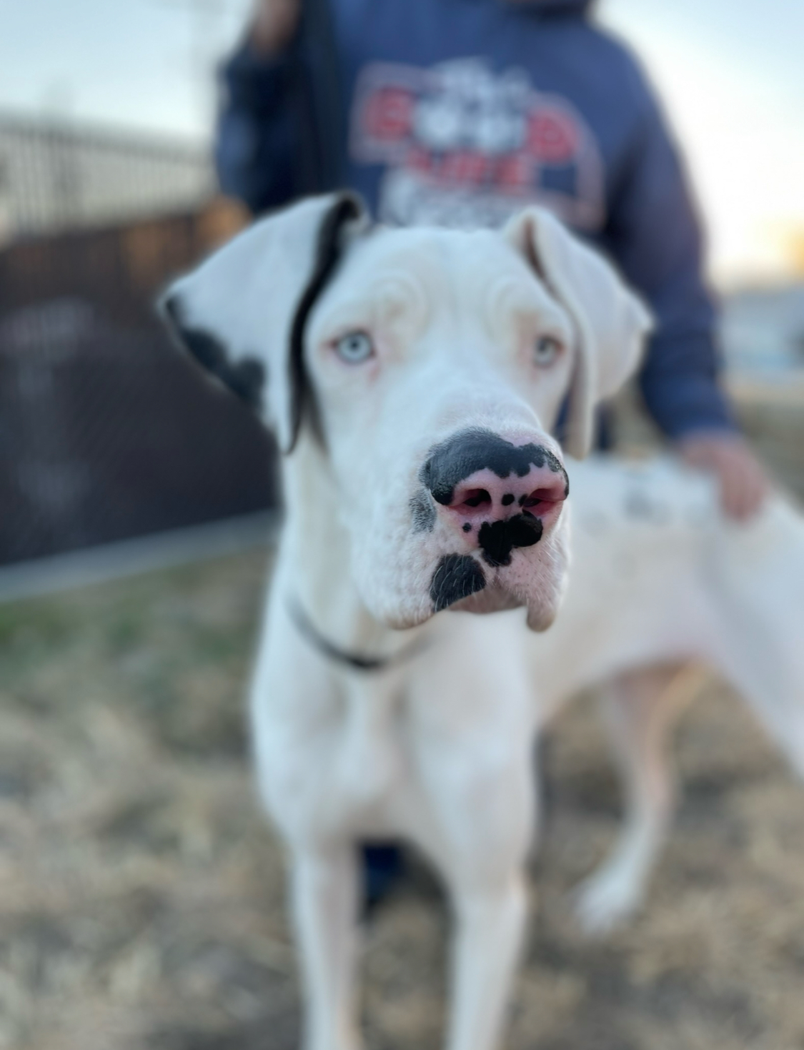 Libby Lou, a Adoptable Great Dane in Grand Island, NE image 1/6