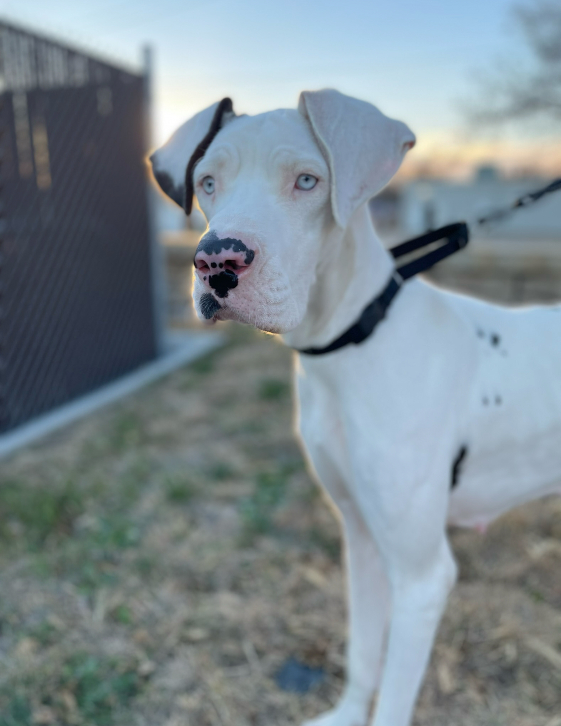 Libby Lou, a Adoptable Great Dane in Grand Island, NE image 3/6