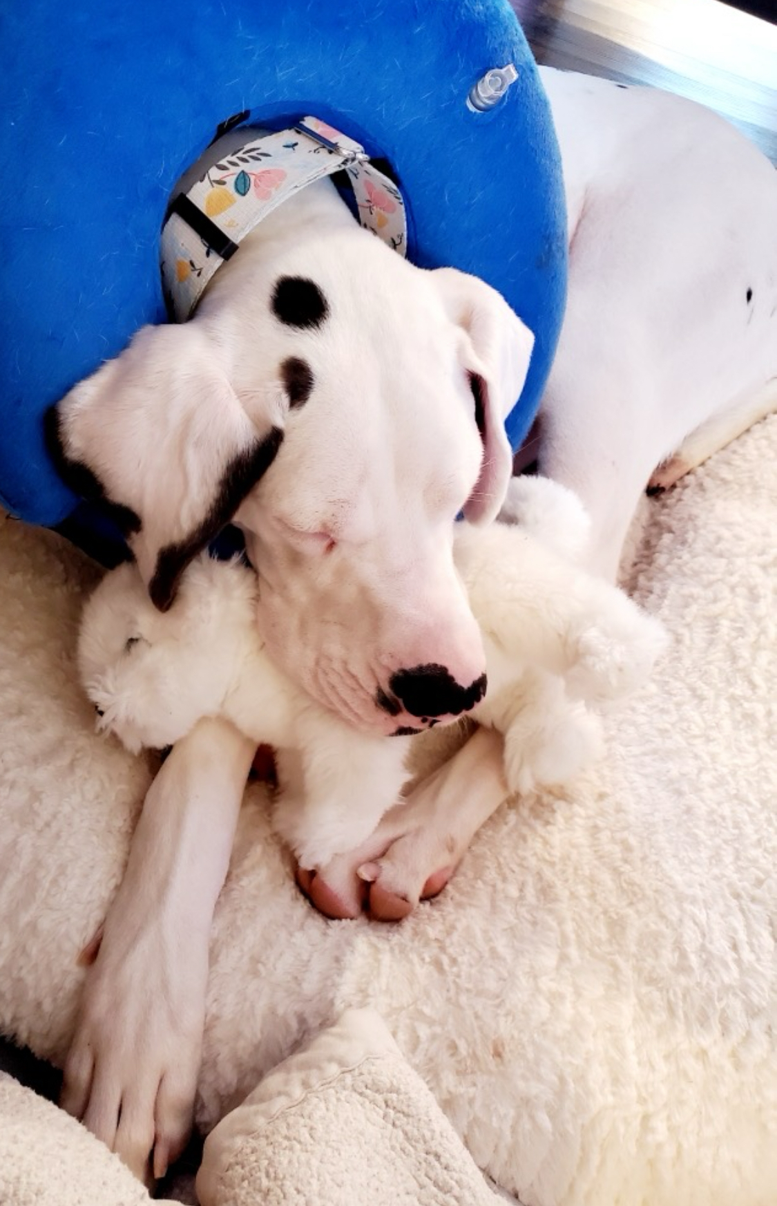 Libby Lou, a Adoptable Great Dane in Grand Island, NE image 4/6