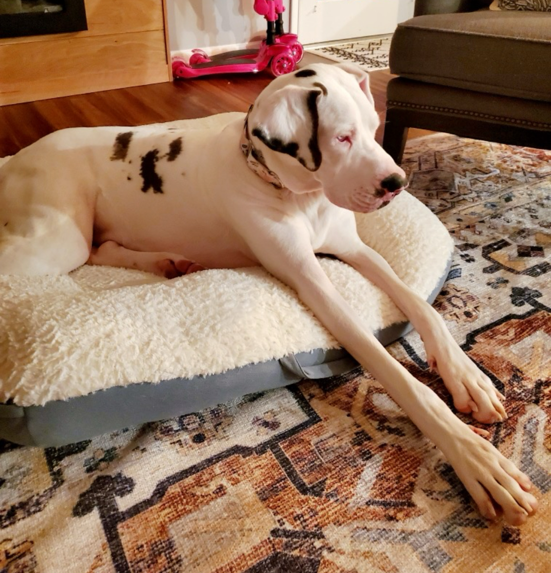 Libby Lou, a Adoptable Great Dane in Grand Island, NE image 5/6