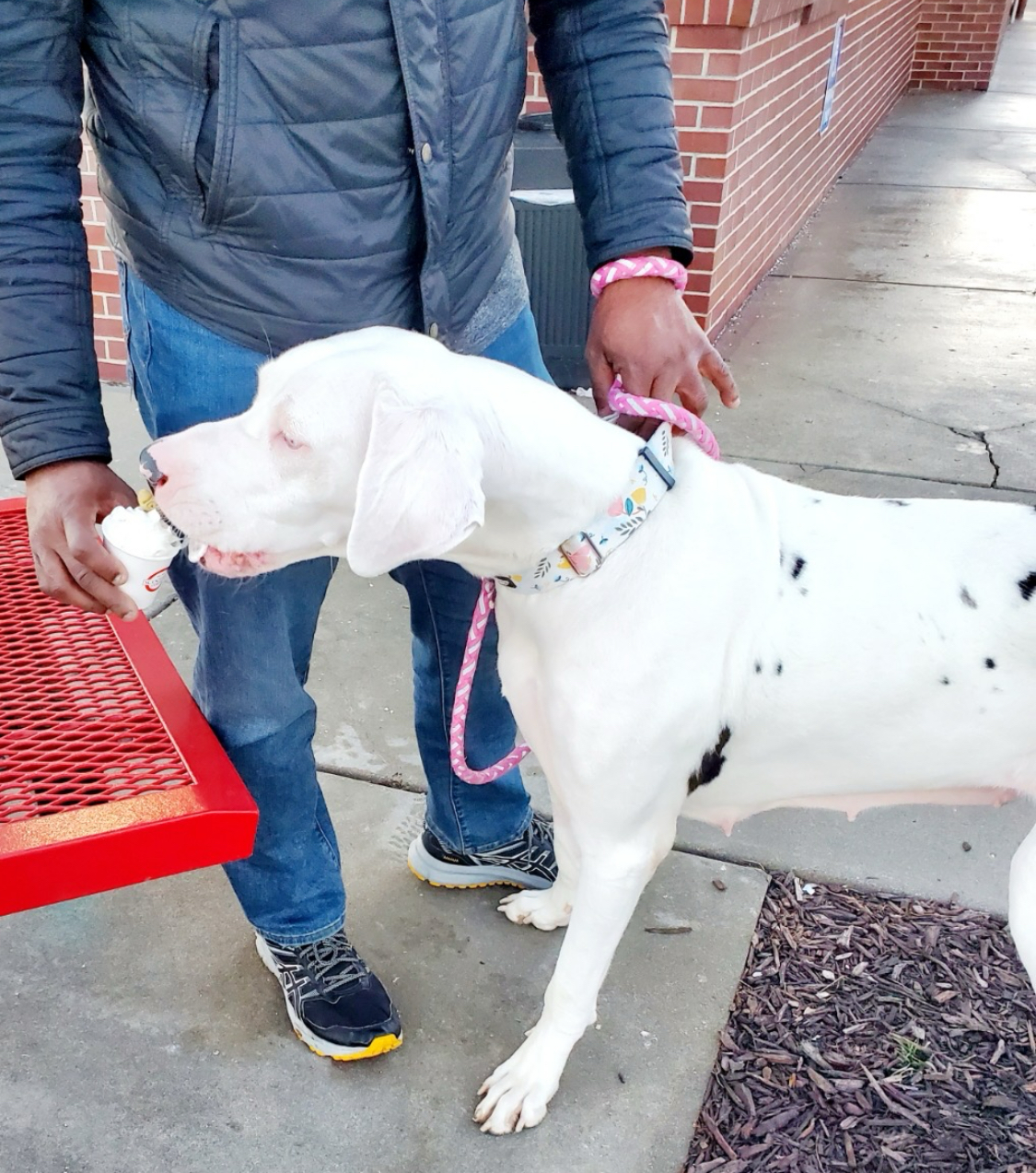 Libby Lou, a Adoptable Great Dane in Grand Island, NE image 6/6