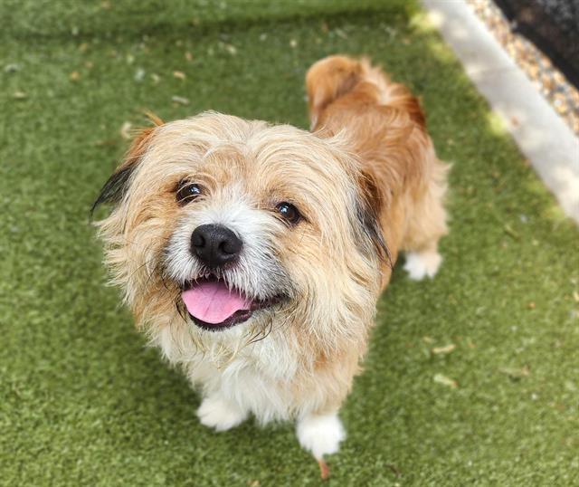 Enlarge FRANKIE, a Adoptable mixed breed in Minneapolis, MN image 1/1