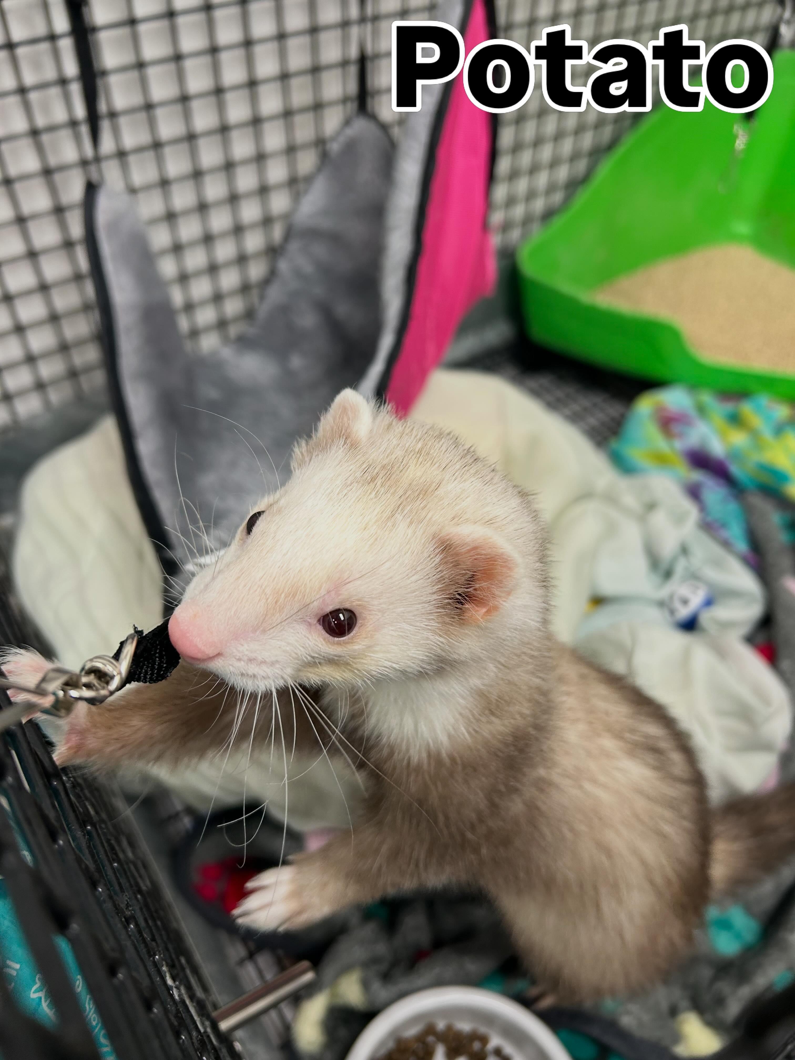 Enlarge Potato Tag 658, an adopted Ferret in Central Islip, NY image 2/2