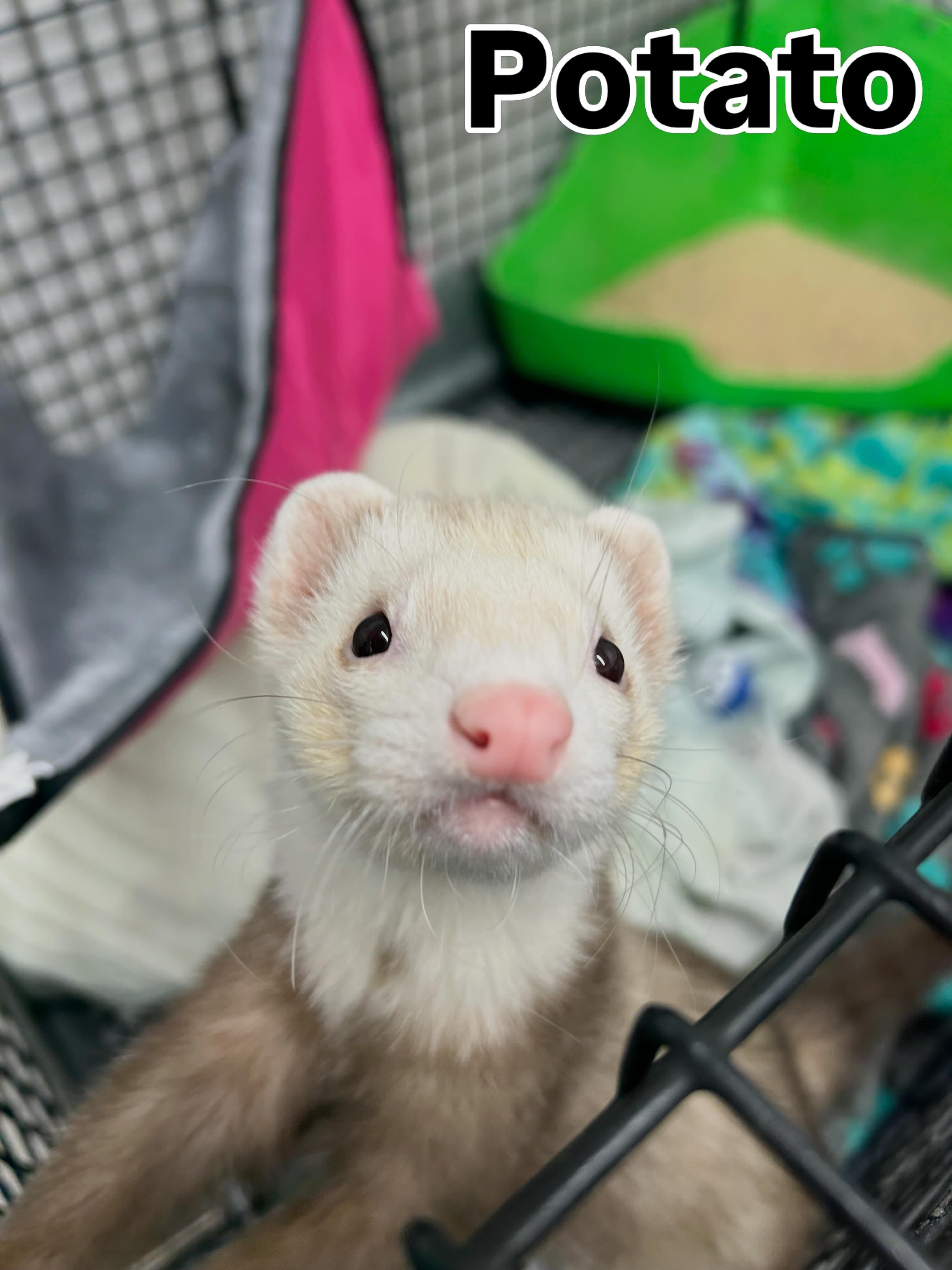 Potato Tag 658, adopted, Adult Male Ferret.