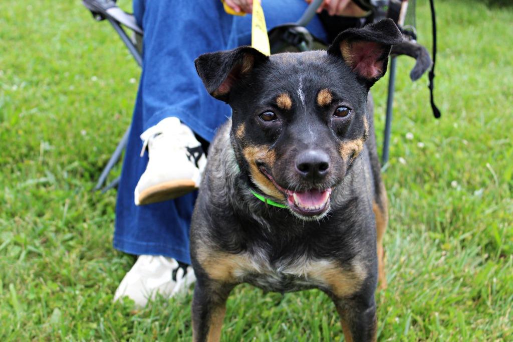 Elsa, a Adoptable mixed breed in Indianapolis, IN image 1/6