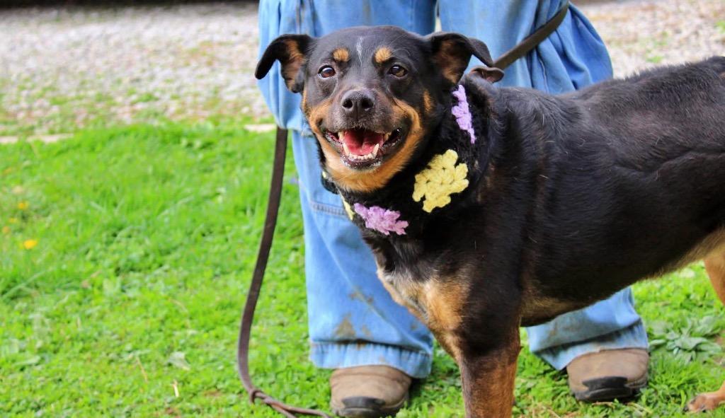 Elsa, a Adoptable mixed breed in Indianapolis, IN image 2/6