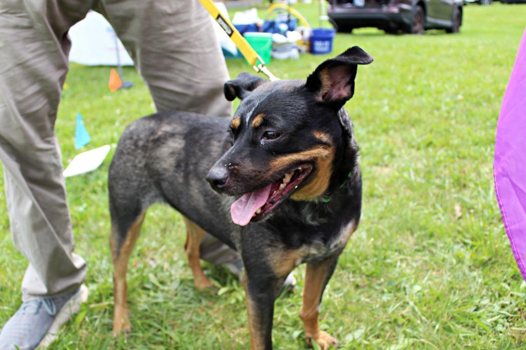 Elsa, a Adoptable mixed breed in Indianapolis, IN image 3/6