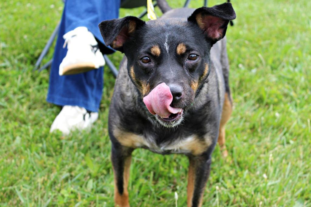 Elsa, a Adoptable mixed breed in Indianapolis, IN image 4/6