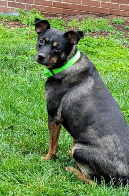 Elsa, a Adoptable mixed breed in Indianapolis, IN image 5/6