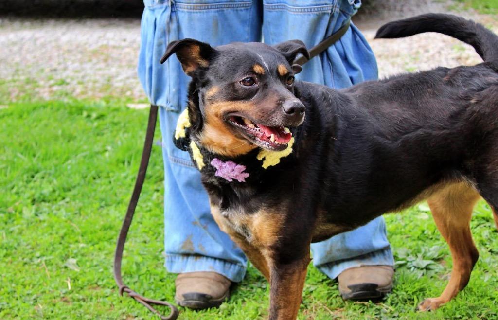 Elsa, a Adoptable mixed breed in Indianapolis, IN image 6/6