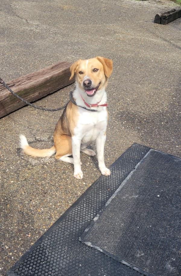 344-25  Ben, Adoptable, Young Male Australian Cattle Dog / Blue Heeler.