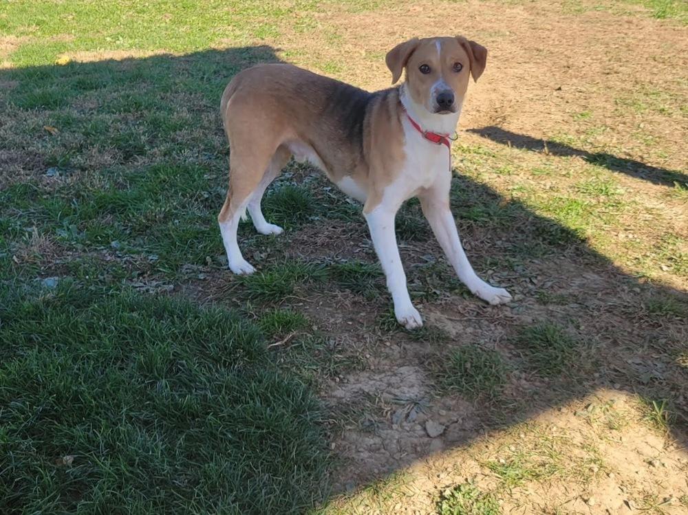344-25 Ben, Adoptable, Young Male Australian Cattle Dog / Blue Heeler.