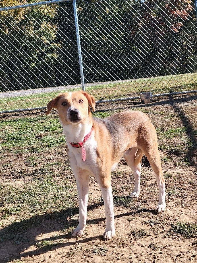 344-25 Ben, a Adoptable mixed breed in Cambridge, OH image 2/3