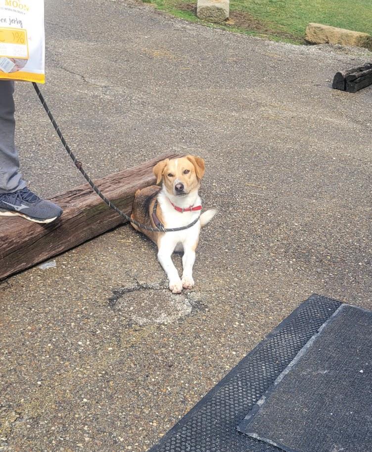 Enlarge 344-25  Ben, a Adoptable mixed breed in Cambridge, OH image 2/6