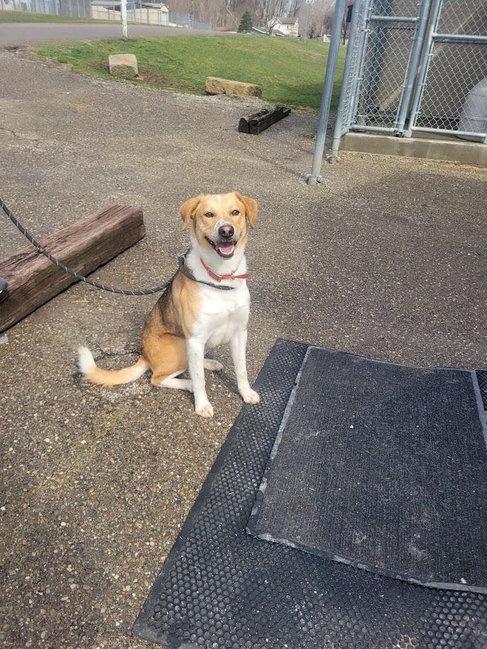 Enlarge 344-25  Ben, a Adoptable mixed breed in Cambridge, OH image 6/6
