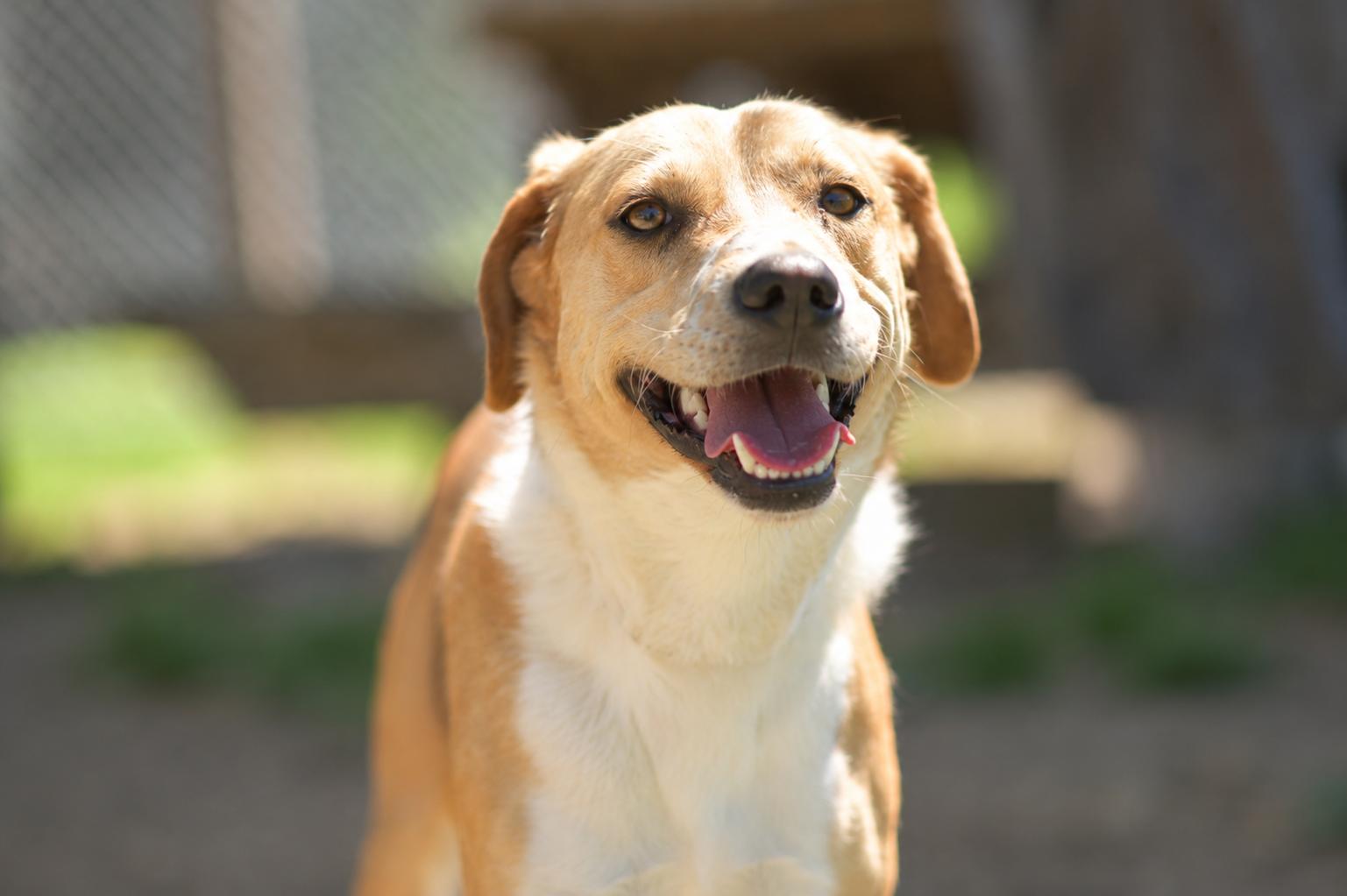 344-25 Ben, a Adoptable mixed breed in Cambridge, OH image 2/6