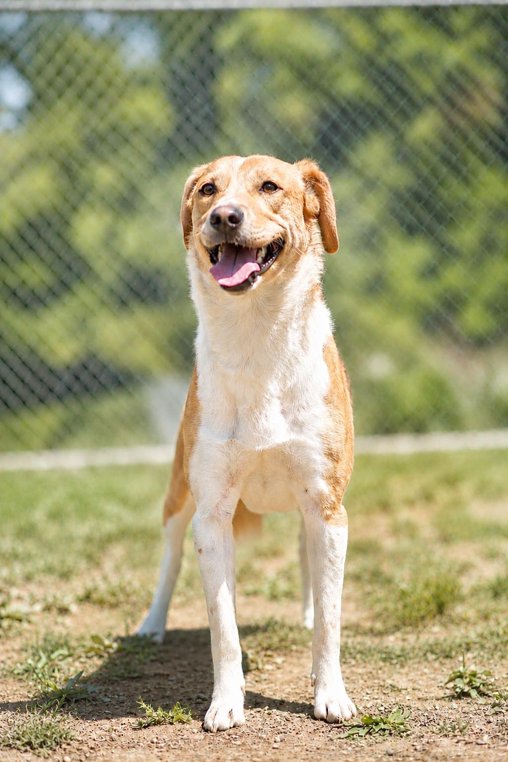 344-25 Ben, a Adoptable mixed breed in Cambridge, OH image 5/6