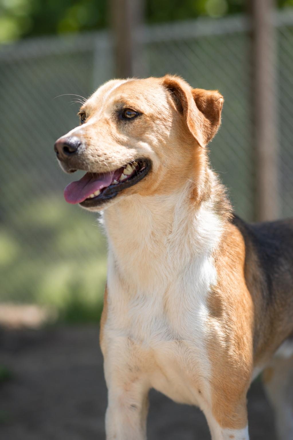 344-25 Ben, Adoptable, Young Male Australian Cattle Dog / Blue Heeler.