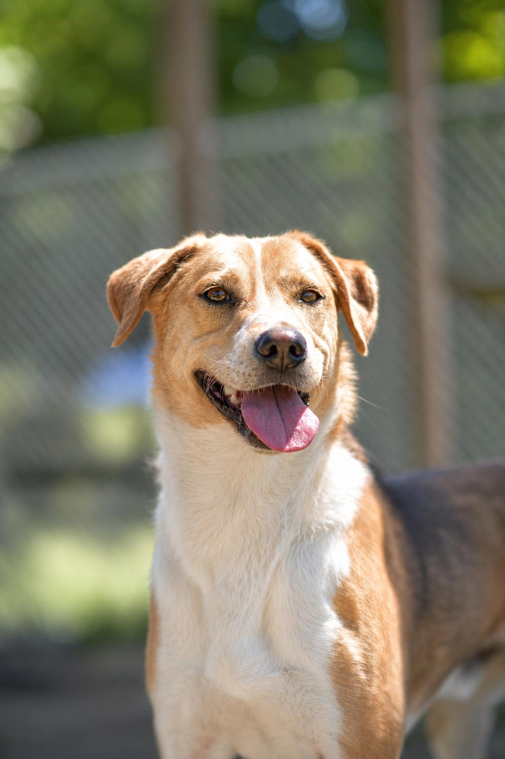 344-25 Ben, a Adoptable mixed breed in Cambridge, OH image 3/6