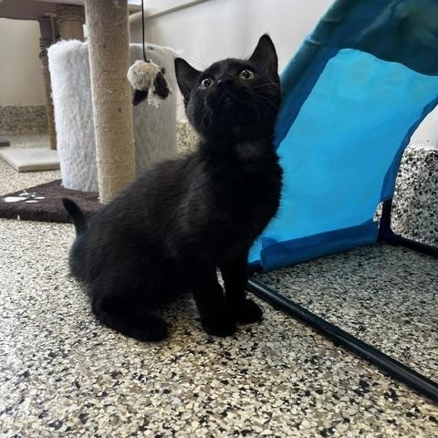 Enlarge Belly, an adopted Domestic Short Hair in Ashland, OH image 1/1