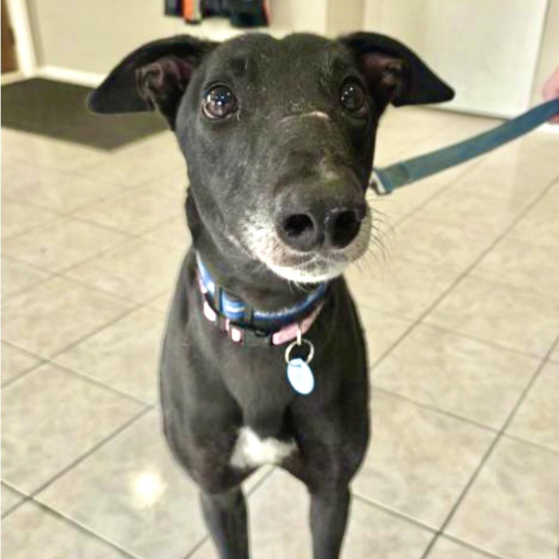 Backcreek Bullet (Chris), Adoptable, Adult Male Greyhound.