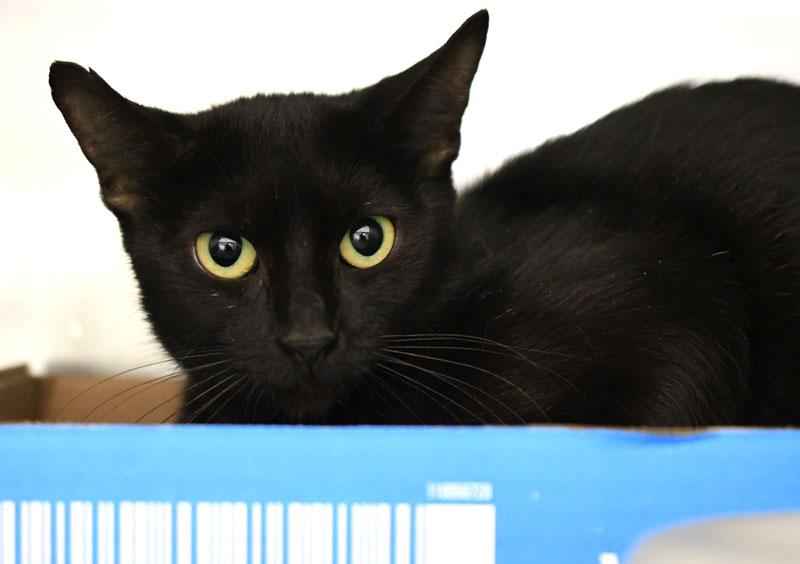 Mama Odie, Adoptable, Adult Female Domestic Short Hair.