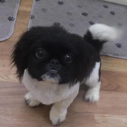 Enlarge GENTRY, a Adoptable Pekingese in Trufant, MI image 1/4