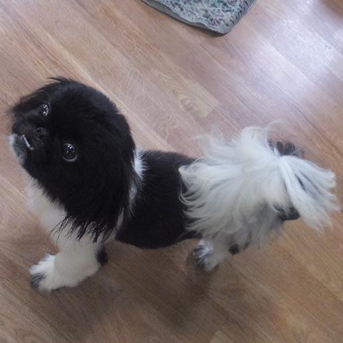 Enlarge GENTRY, a Adoptable Pekingese in Trufant, MI image 3/4