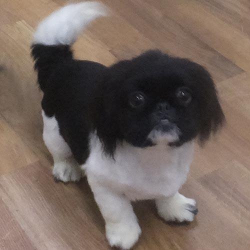 Enlarge GENTRY, a Adoptable Pekingese in Trufant, MI image 2/4