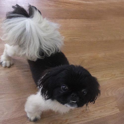 Enlarge GENTRY, a Adoptable Pekingese in Trufant, MI image 4/4
