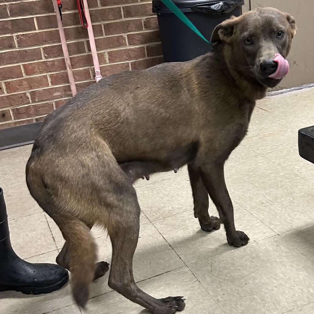 Grace, Adoptable, Adult Female Chocolate Labrador Retriever & Mixed Breed.