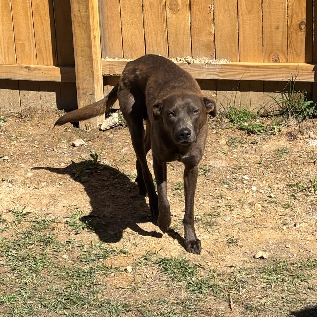Enlarge Grace, a Adoptable mixed breed in Parrish, AL image 2/4