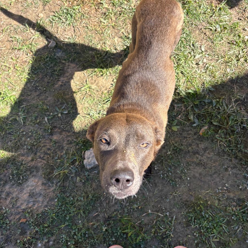 Enlarge Grace, a Adoptable mixed breed in Parrish, AL image 3/4