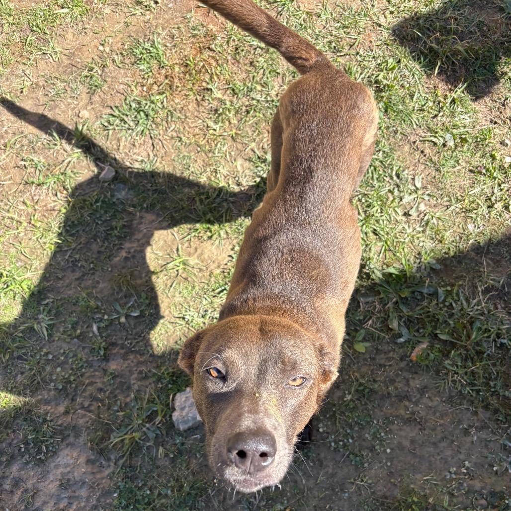 Enlarge Grace, a Adoptable mixed breed in Parrish, AL image 4/4